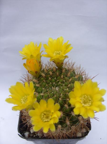 weingartia neocumingii HS42 120612.JPG