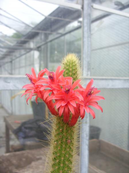 cleistocactus winterii close-up 120612.JPG