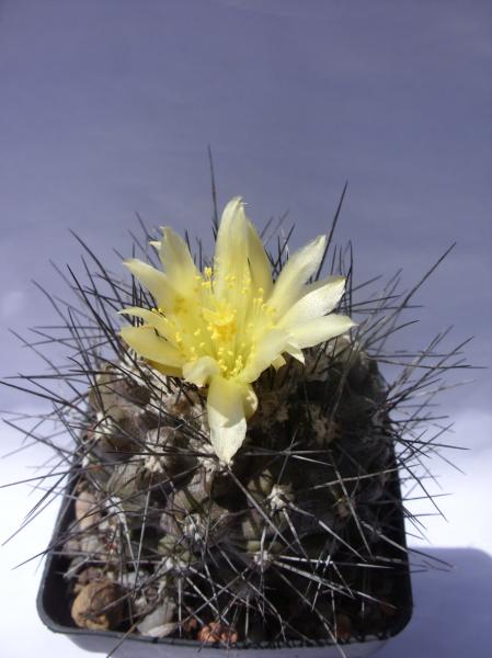 copiapoa humilis 140612.JPG