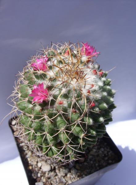 mammillaria polythele 140612.JPG