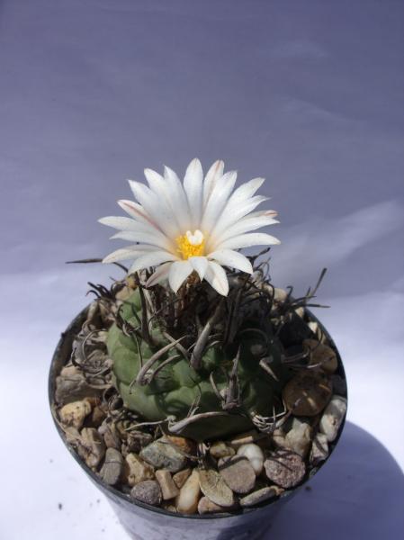 turbinicarpus klinkerianus 140612.JPG