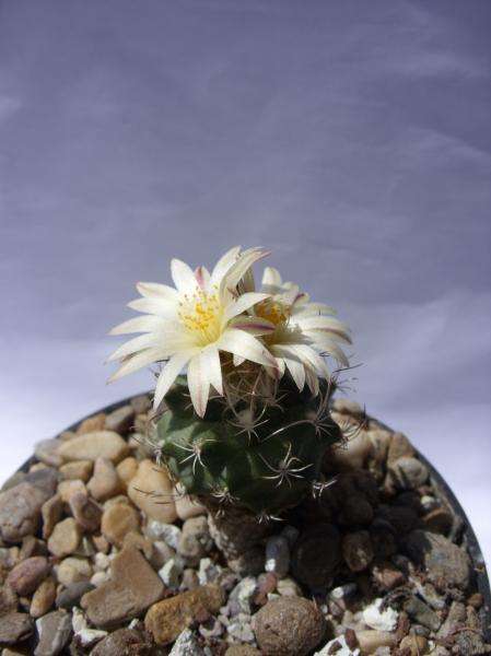 turbinicarpus krainzianus ssp. minimus 140612.JPG