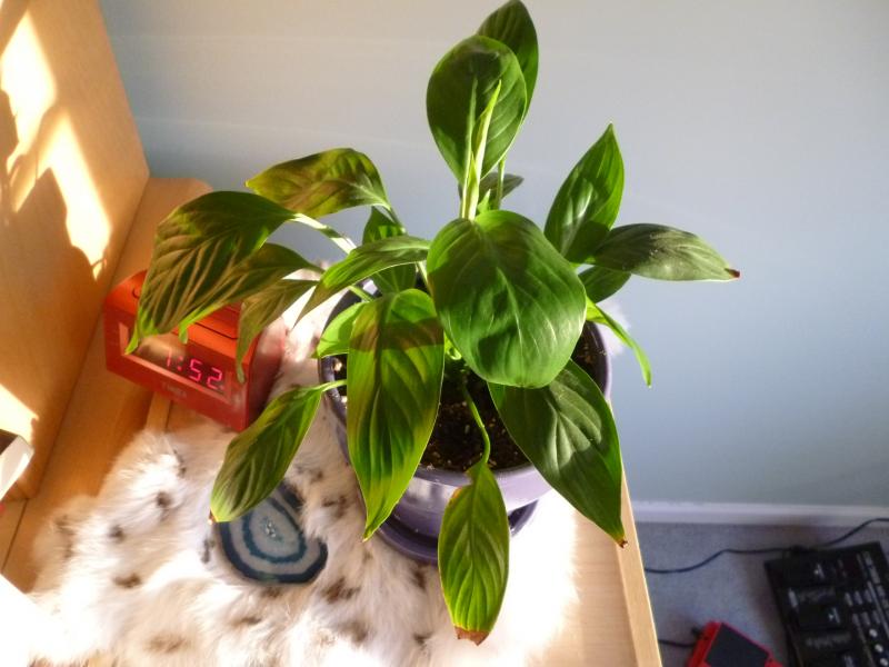 Peace lily, it was given to me free as a seedling at a college horticulture booth