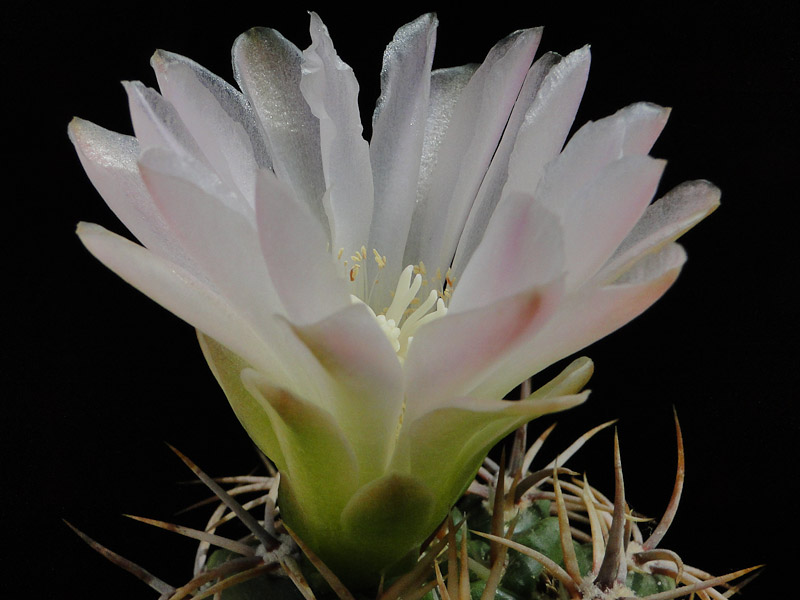 Gymnocalycium achirasense v. echinatum LB278 2012 Juno15-4.jpg