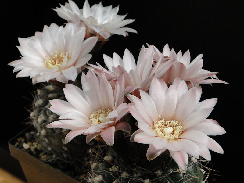 Gymnocalycium taningaense P212 2012 Juno15-4.jpg