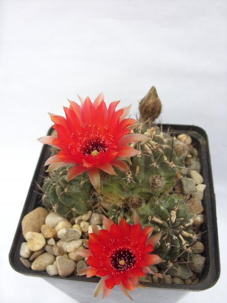 lobivia pugionacantha var. salitrensis JK418 190612.JPG