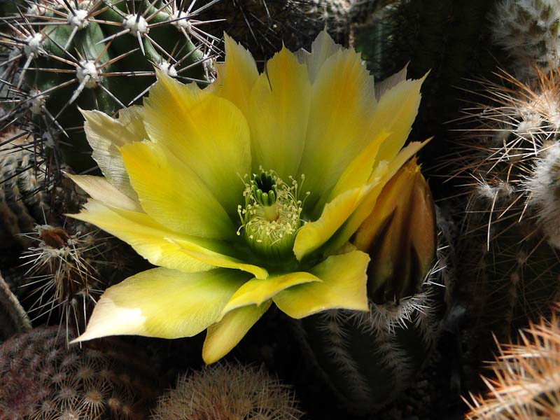 Echinocereus ctenoides 2012 Juno17-1.jpg