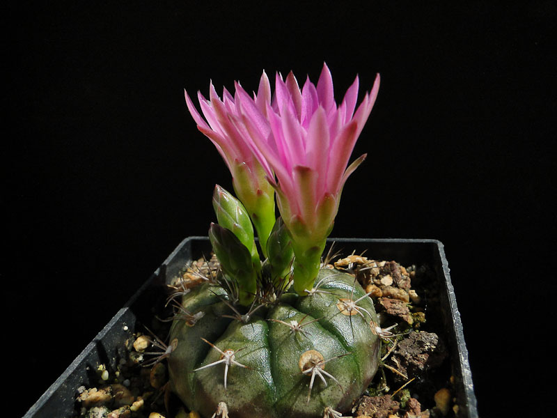 Gymnocalycium damsii -centrispinum-VOS03-45 2012 Juno19-2.jpg