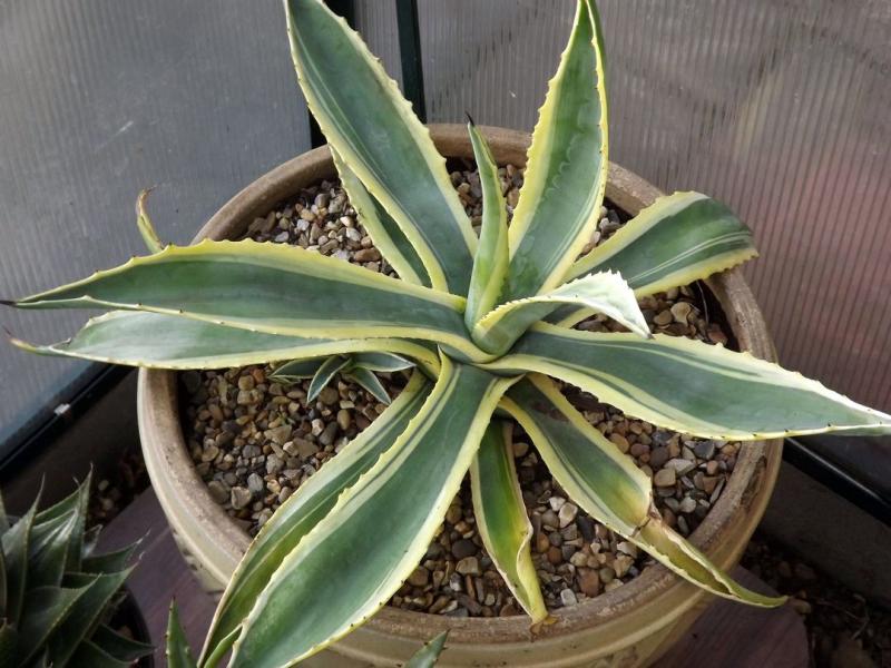 Agave Americana Variegata 1 (2012).jpg