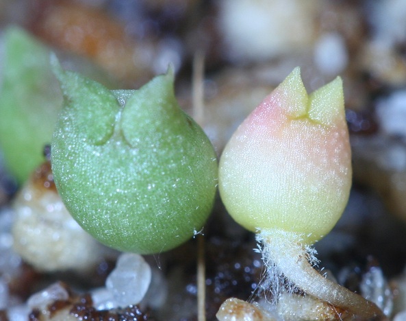 ferocactus pale.jpg