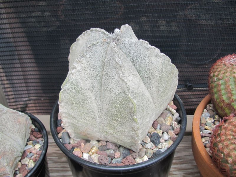 Astrophytum coahuilense