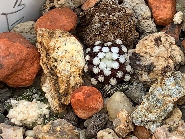 one of the first M.Luetheyi , repotted