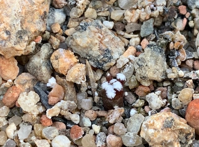 the second upcomers in the original pot, also doing fine it seems and definetely faster growing than the M.Berholdii, stopped watering them in Nov, now once a week with distilled water and 1/4 strength regular cactus feed