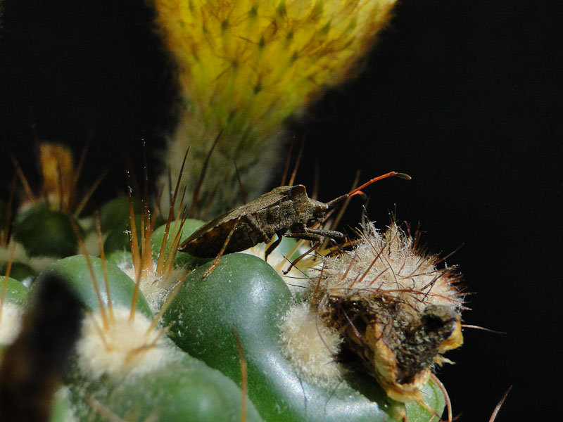 Notocactus uebelmannianus v. flaviflorus 2012 Juno23-5.jpg