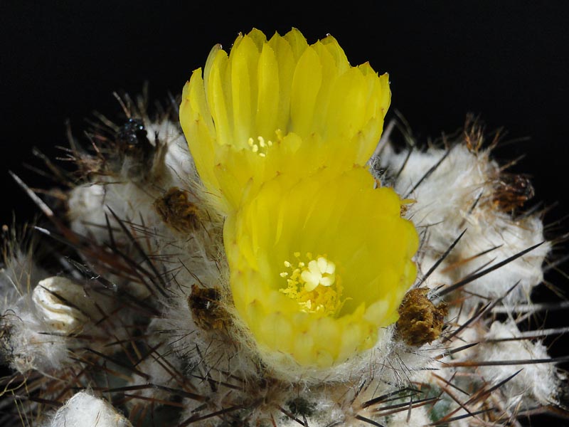 Eriosyce islayensis (I. copiapoides) 2012 Juno22-4.jpg