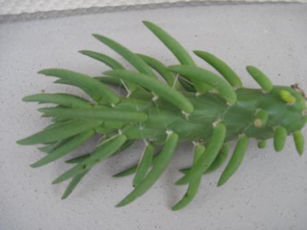 Kind of opuntioides<br />Opuntia of some sort