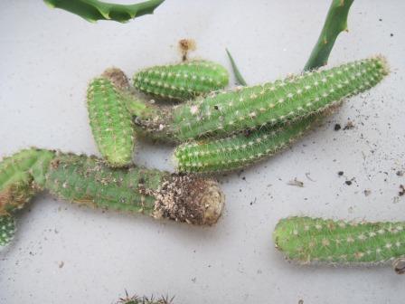 Spageti cactus
