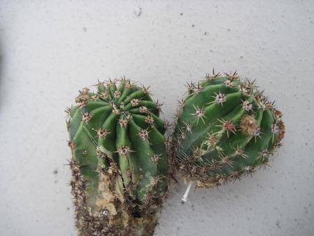 Echinopsis tubiflora