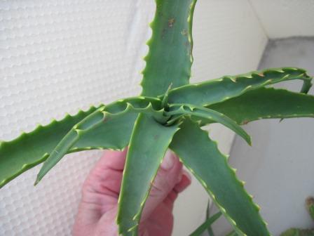 Aloe