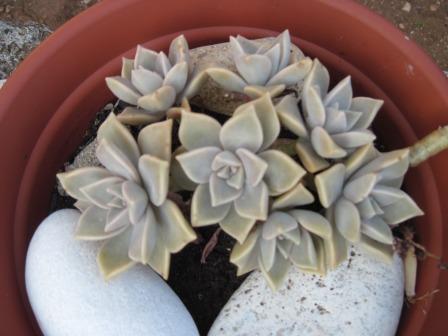 Mother graptopetalum