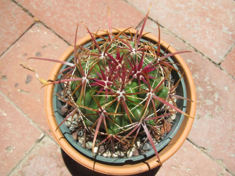 Ferocactus viridescens