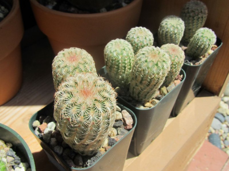 Echinocereus rigidissimus