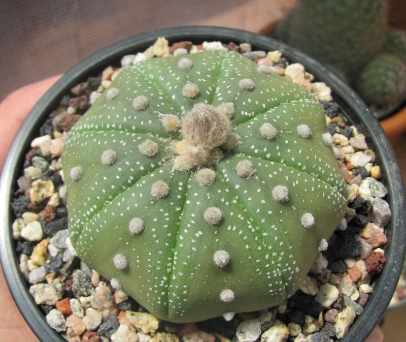 Astrophytum asterias