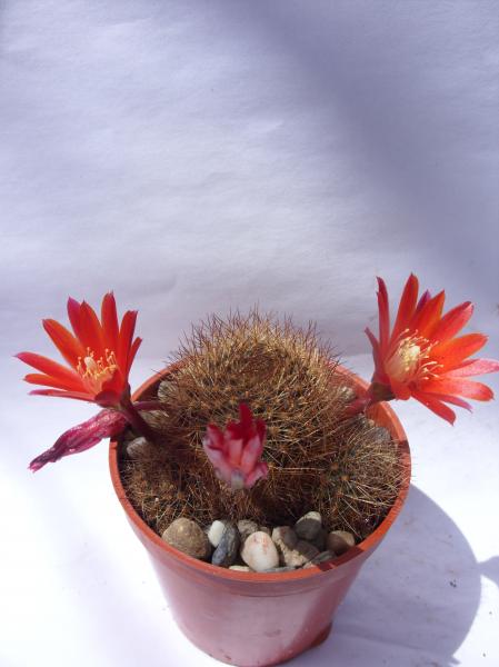 rebutia fulviseta 260612.JPG