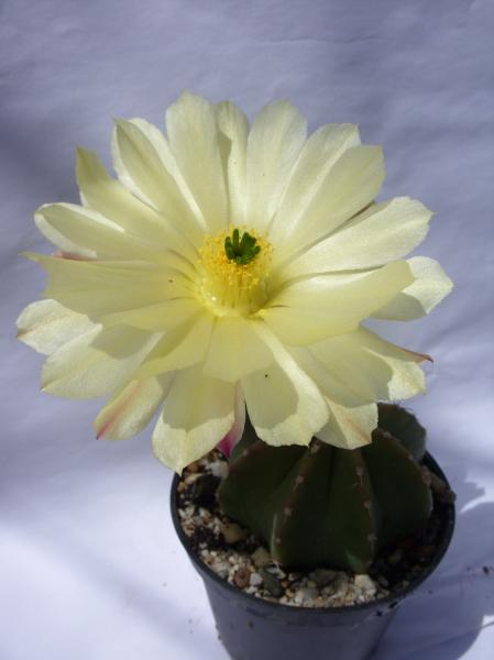 echinocereus subinermis 260612.JPG