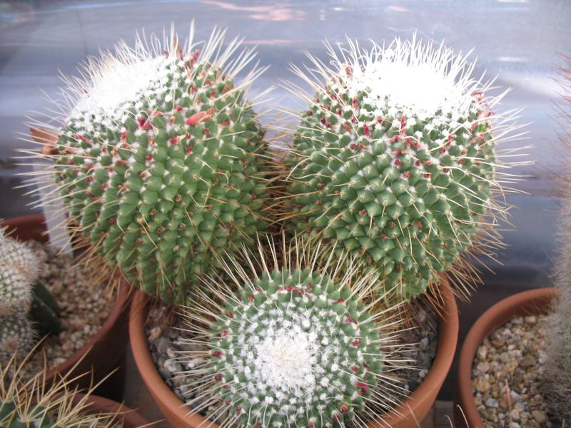 Mammillaria spinosissima 'un pico'