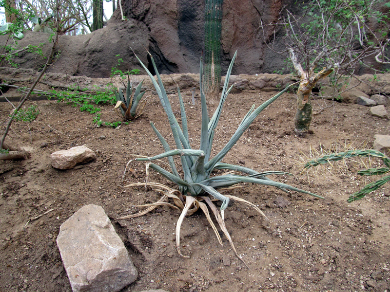 012_agave.jpg