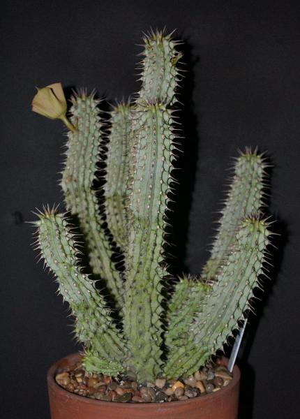 Whole plant view of H. gordonii