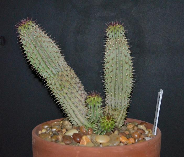 Whole plant view of H. juttae