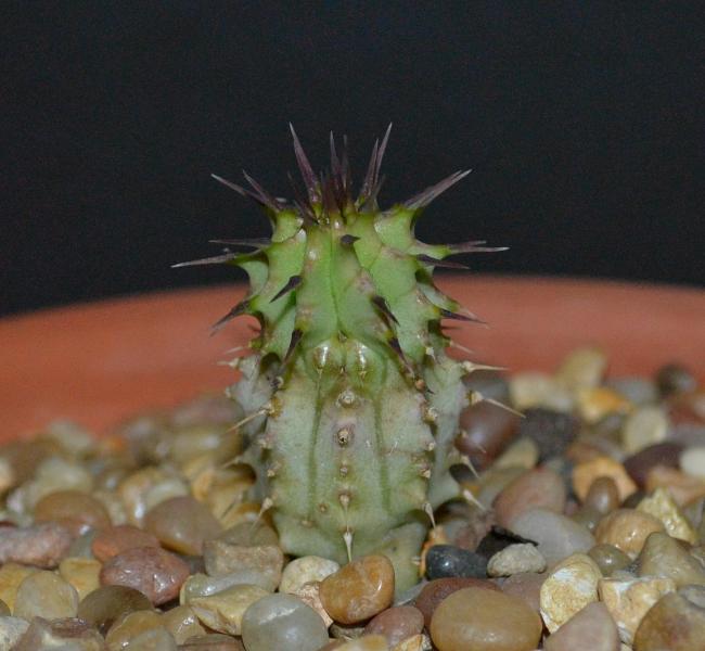H. macracantha seedling