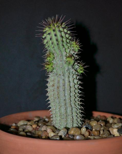 Whole plant view of H. pilifera v pilifera - note all the new branches developing.