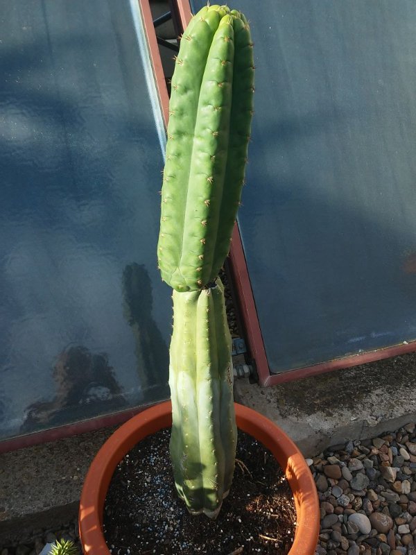 64 echinopsis pachanoi_opt.jpg