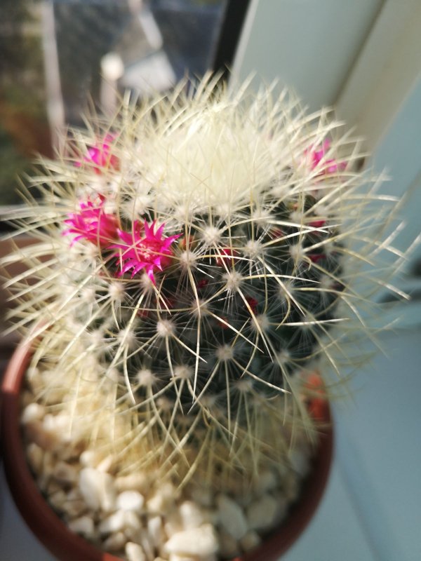 mammillaria_rhodantha_subs_pringlei_1.jpeg