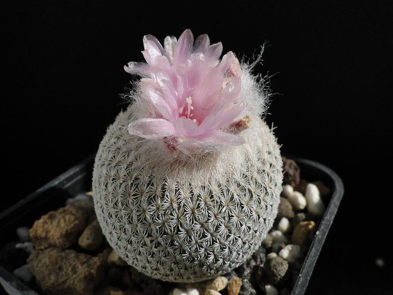 Epithelantha chihuahuensis 2012 Juli01-3.jpg