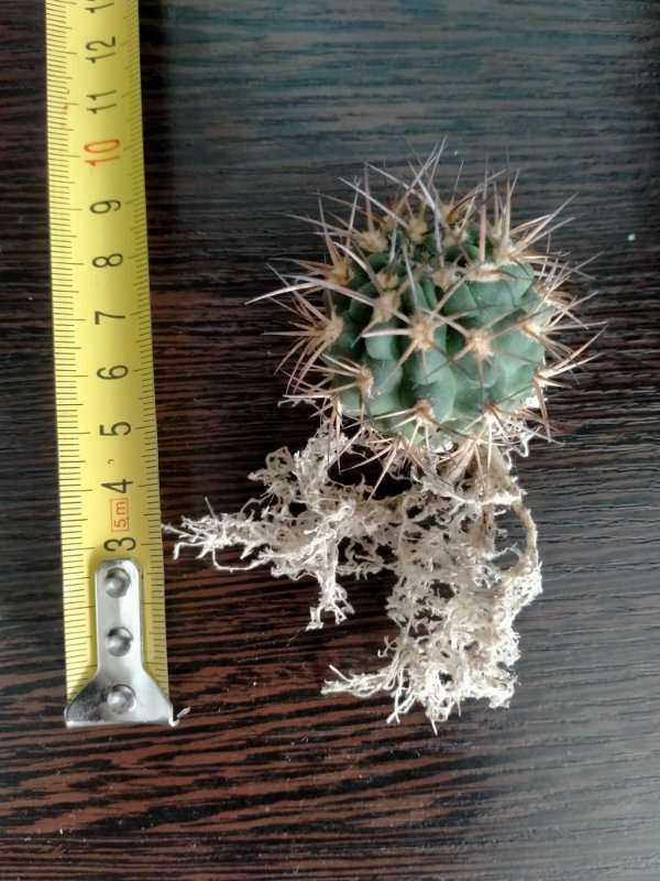 Gymnocalycium schickendantzii roots