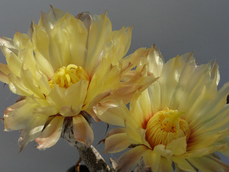 Astrophytum caput medusae 2012 Juli04-16.jpg