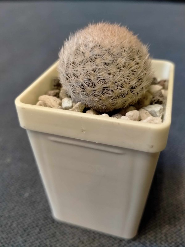 Mammillaria lasiacantha SB 64