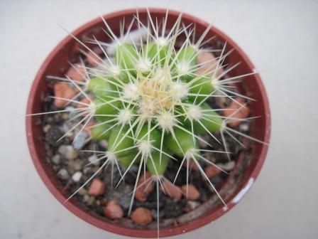 Echinocactus grusonii-1.jpg