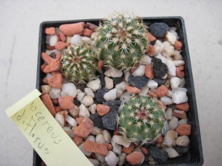 Echinocereus viridiflorus-1.jpg