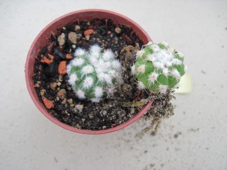 Echinopsis subdenudata-1.jpg