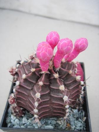 Gymnocalycium mihanovichii var. friedrichii-1.jpg