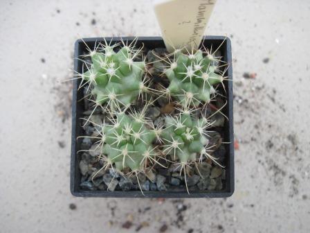 Mammillaria sp.-1.jpg