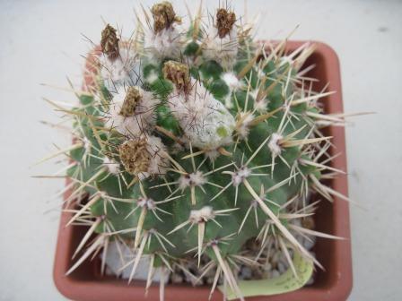 Notocactus mammulosus-1.jpg
