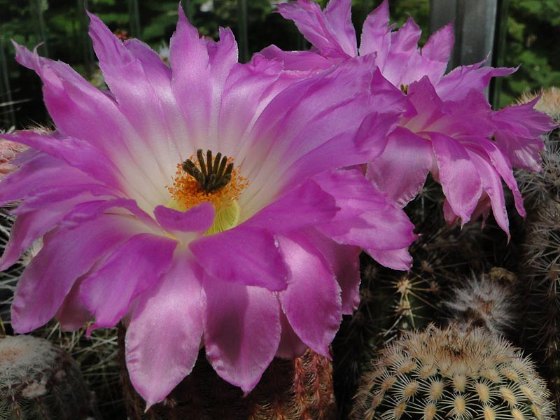 Echinocereus Lau088 2012 Juli05-1.jpg