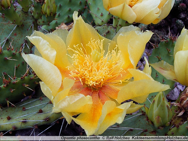 366_Opuntia_phaeacantha.JPG