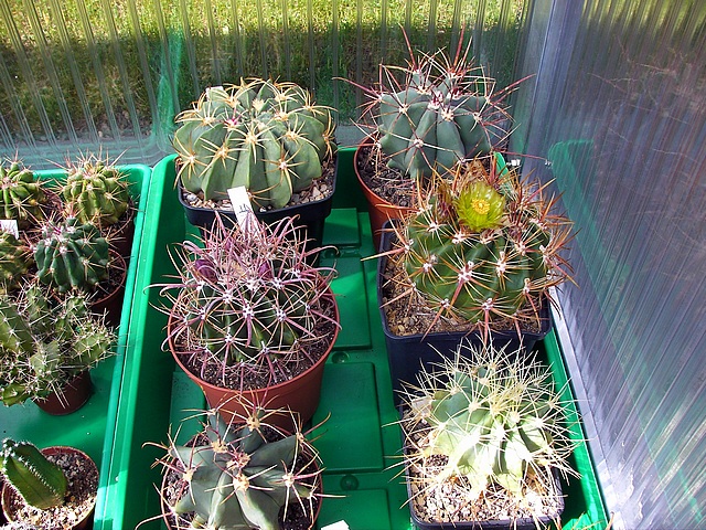 342_Ferocactus.JPG